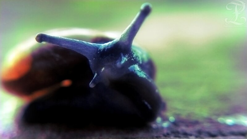 Snail on Green Surface — Calm