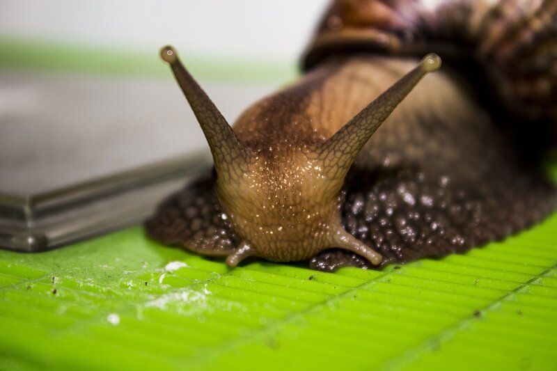 Snail on Green Surface