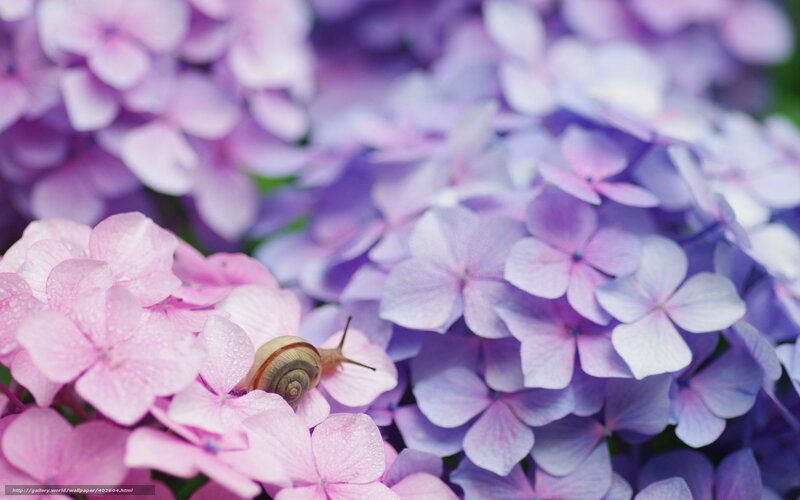 Snail on Hydrangea Flowers — Purple, Serene