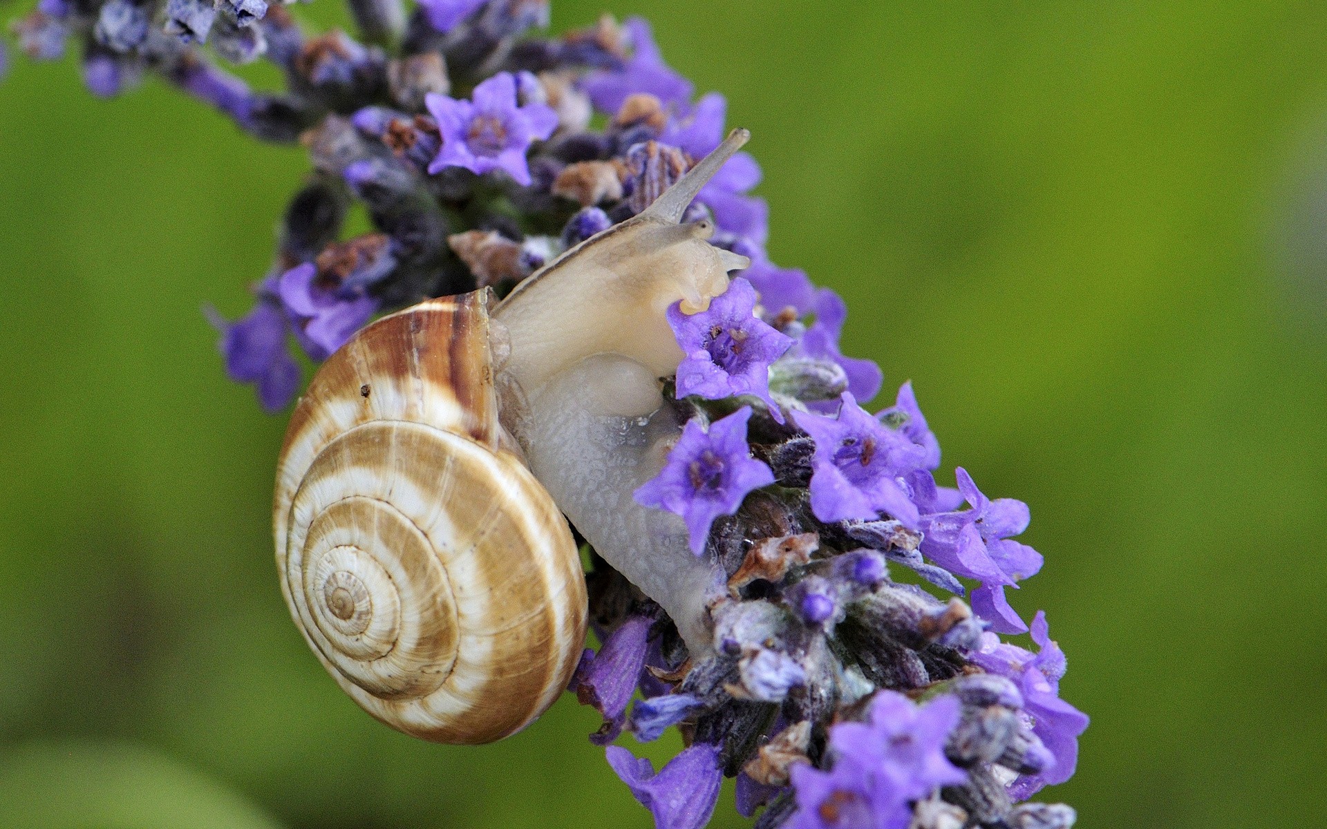 snail on lavender flower