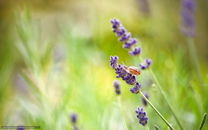 snail on lavender flower