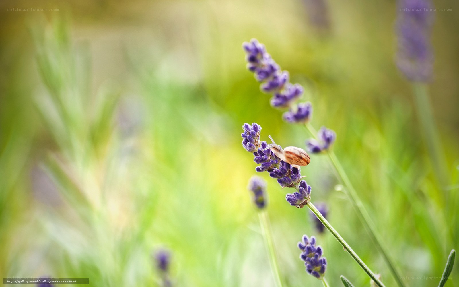 snail on lavender flower