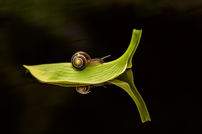 Snail on Leaf — Green, Serene
