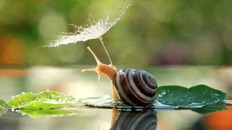Snail on Leaf — Green