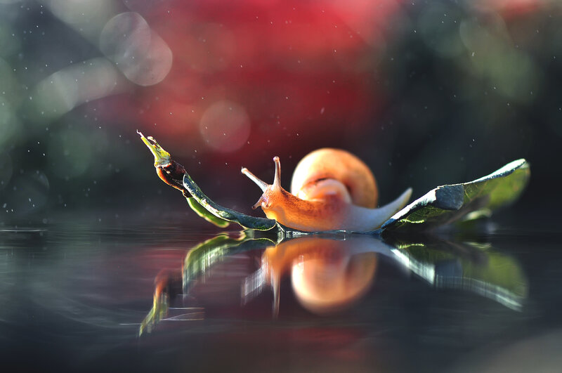 Snail on Leaf — Red