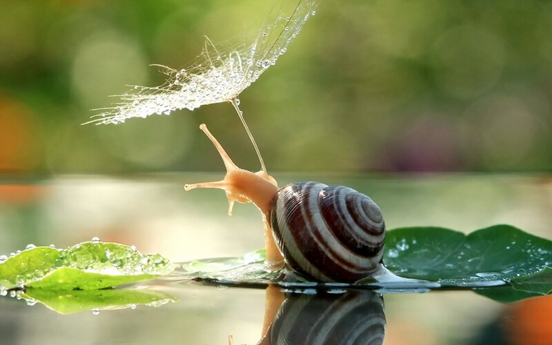 Snail on Leaf