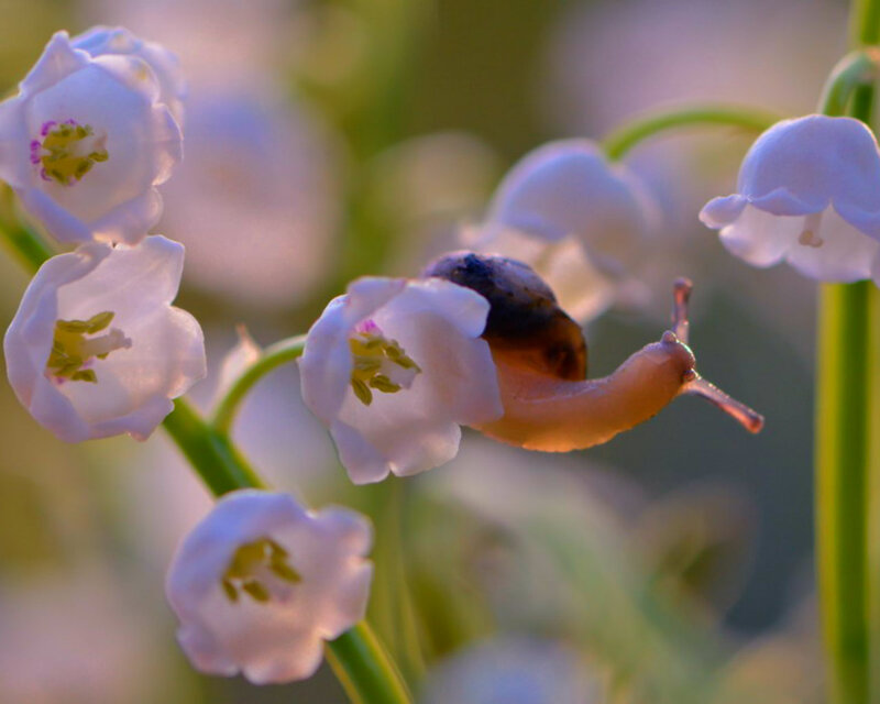 Snail on Lily of the Valley