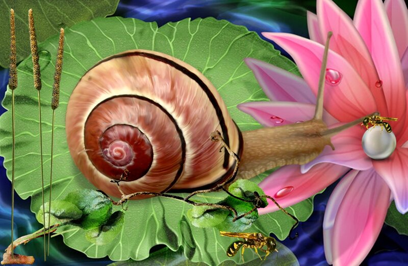 Snail on Lily Pad