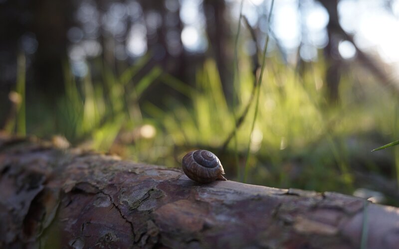 Snail on Log — Brown