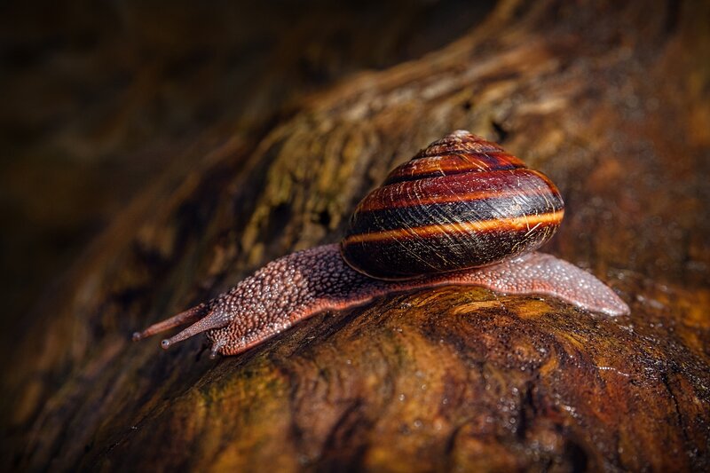 Snail on Log