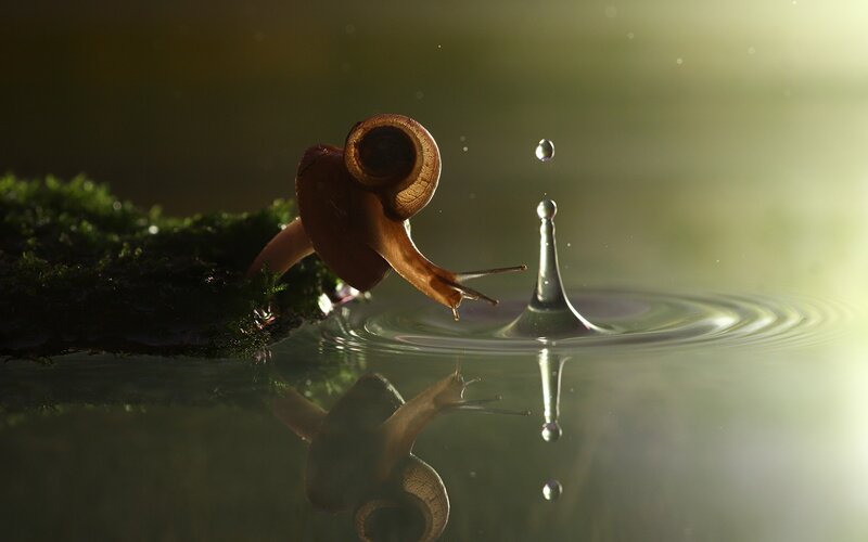 Snail on Moss Edge — Green, Serene, Morning