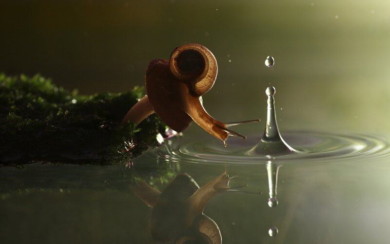 Snail on Moss Edge — Green, Serene