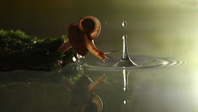 Snail on Moss Edge — Green