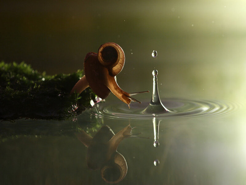 Snail on Moss Edge