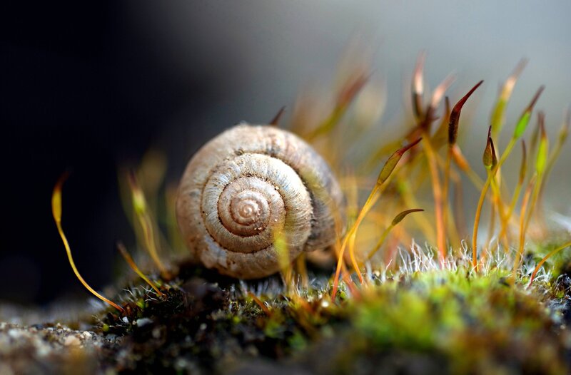 Snail on Moss — Green, Natural