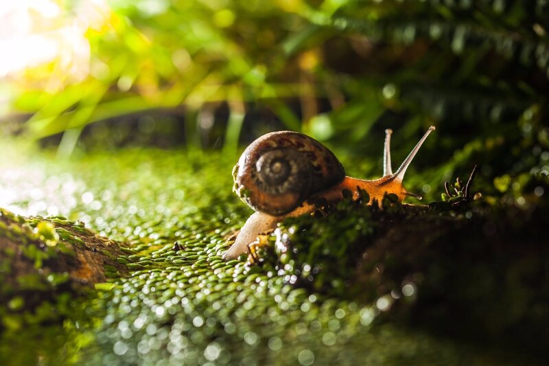 Snail on Moss — Green, Serene, Morning, Photograph, Plant