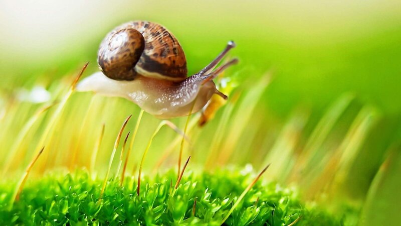 Snail on Moss — Green, Serene, Morning