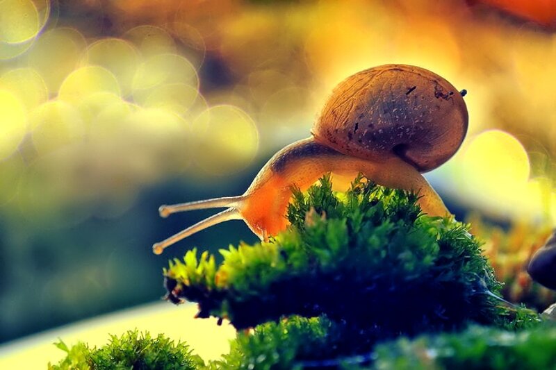 Snail on Moss — Green, Serene