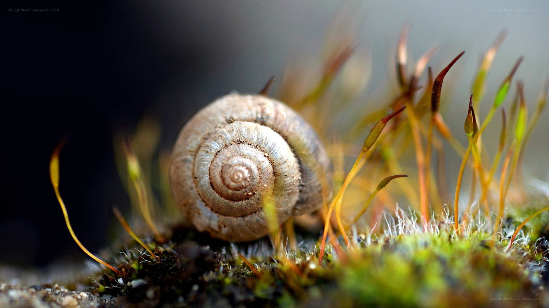 Snail on moss in nature