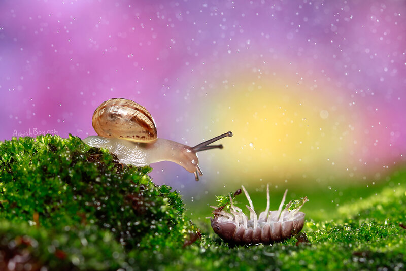 Snail on Moss