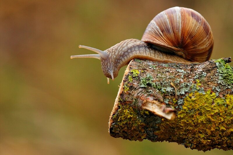 Snail on Mossy Branch