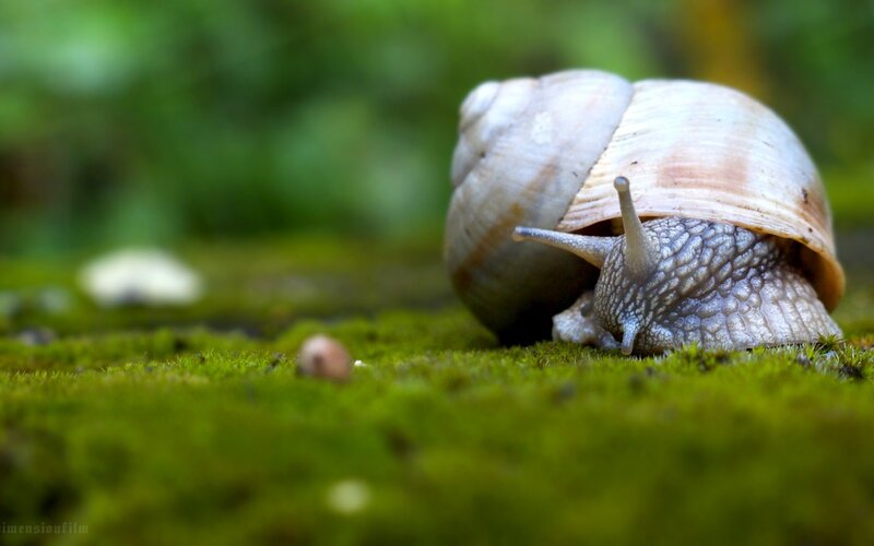 snail on mossy ground
