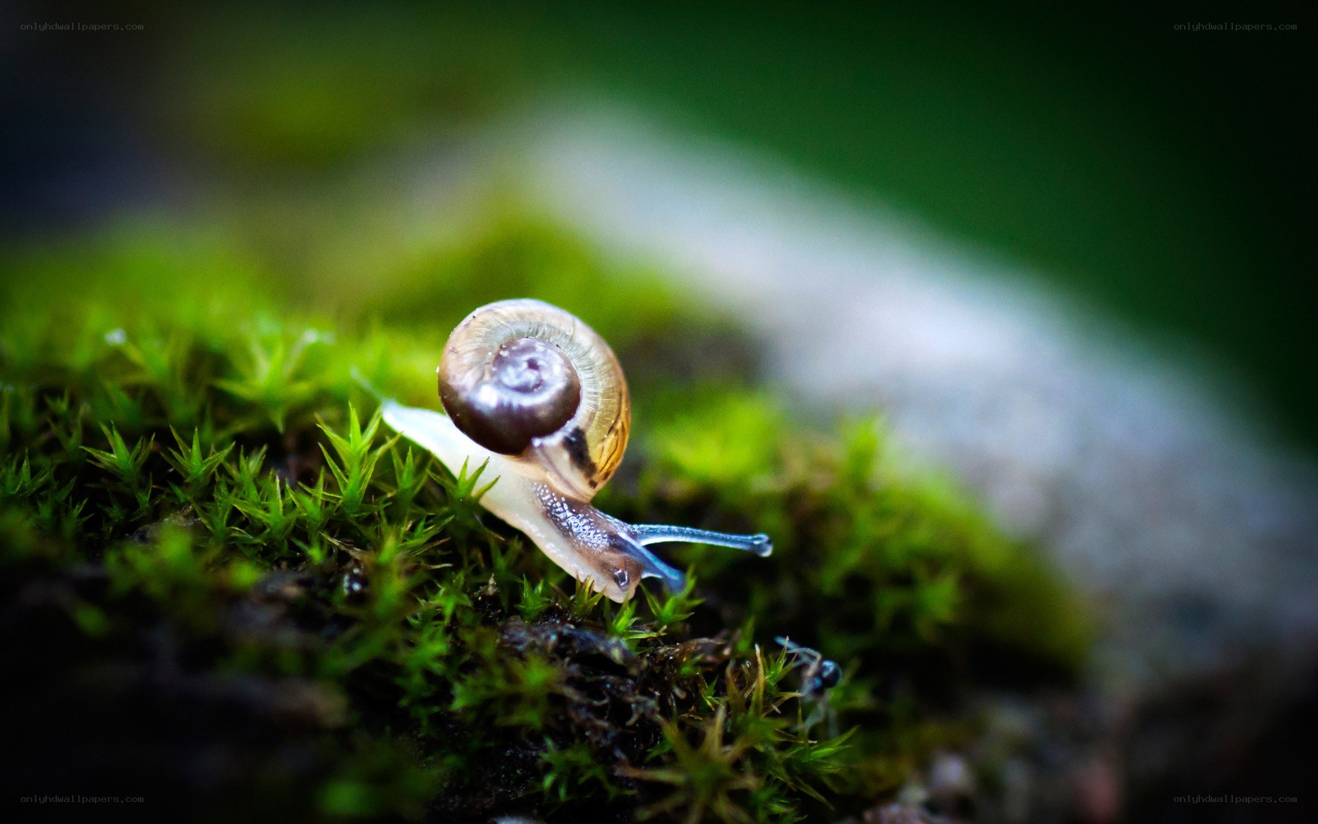 snail on mossy ground