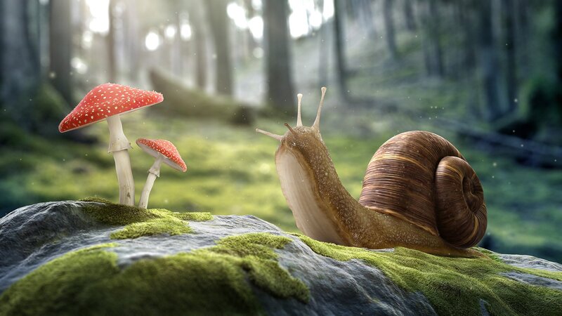 Snail on Mossy Rock — Green, Serene, Morning