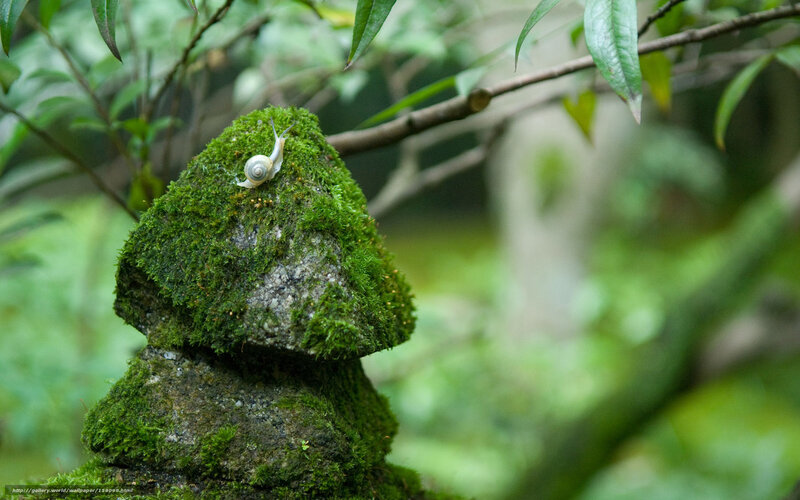 Snail on Mossy Rock — Green, Serene