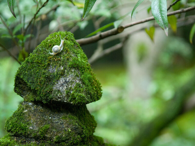 Snail on Mossy Rock