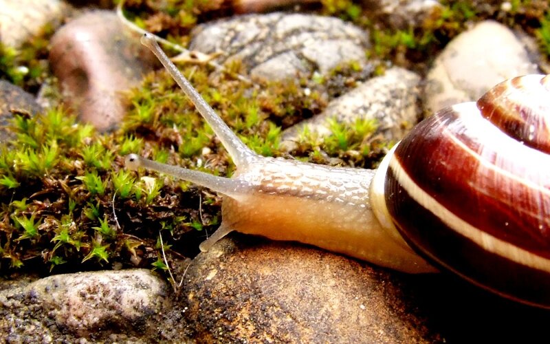 snail on mossy rocks