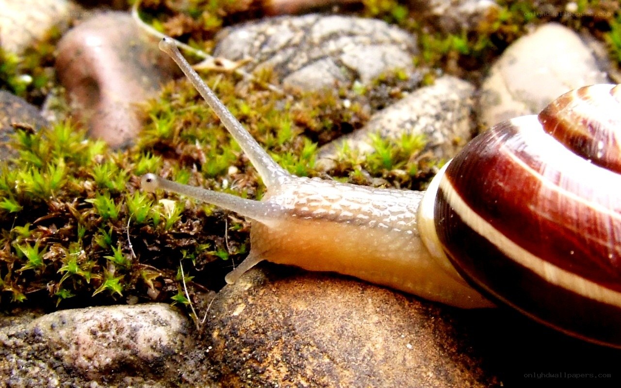 snail on mossy rocks