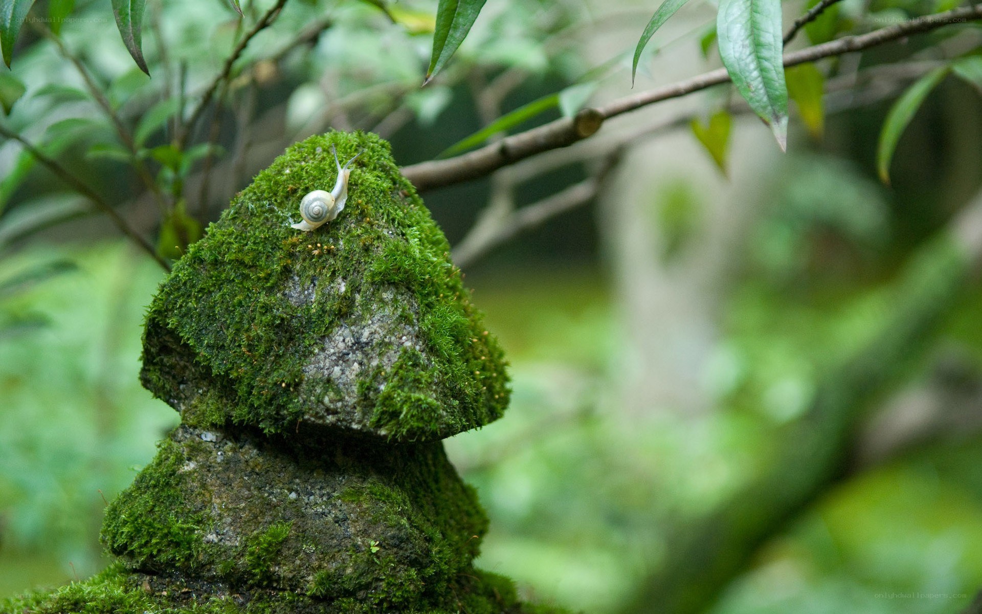 snail on mossy stone