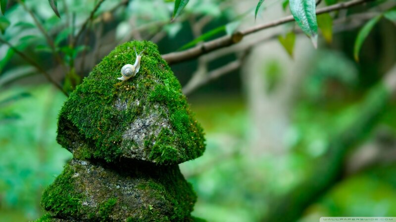 snail on mossy stone