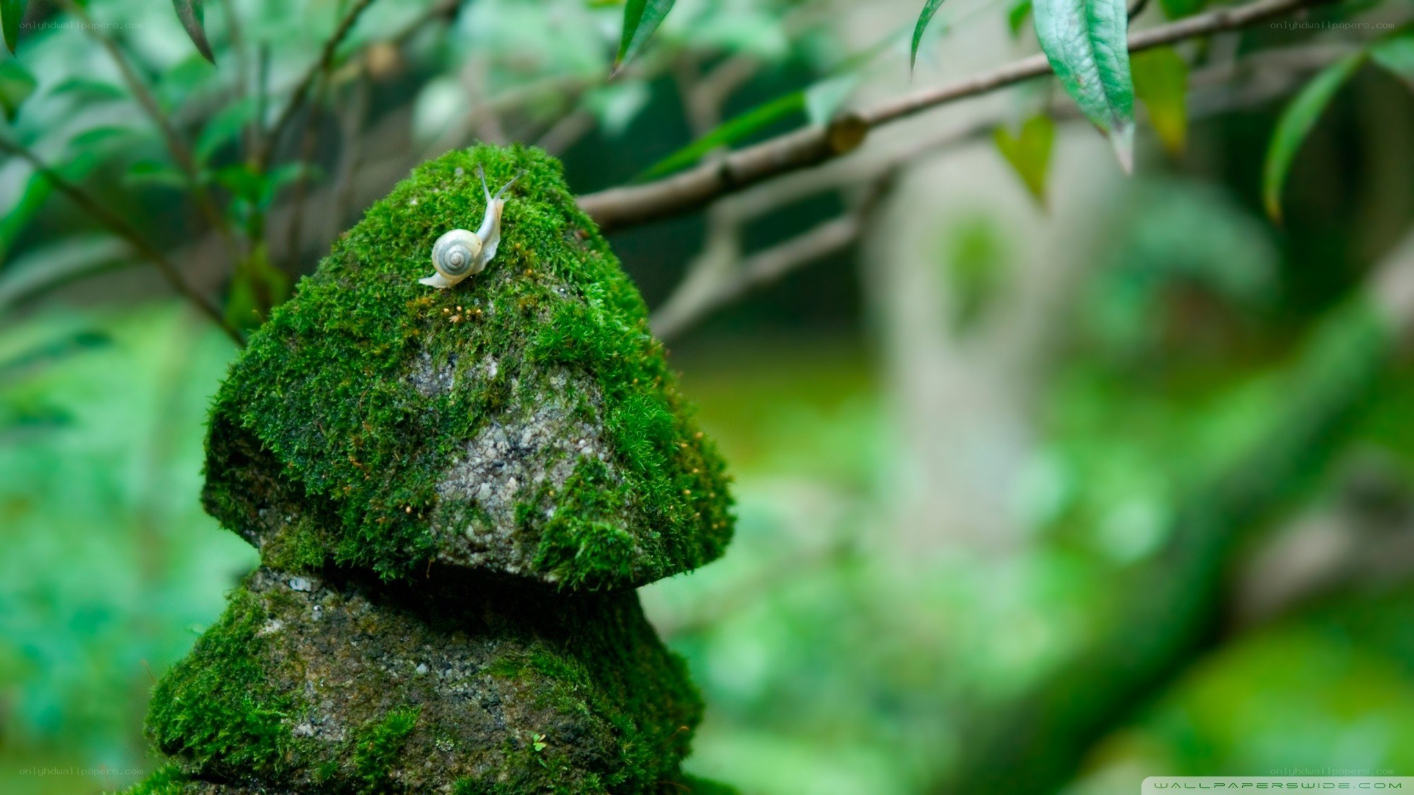 snail on mossy stone