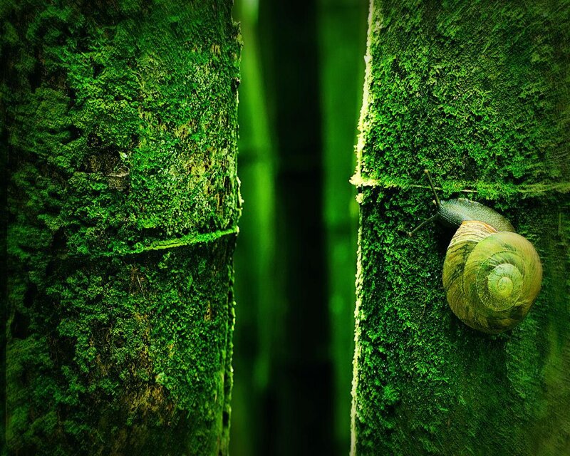 Snail on Mossy Tree