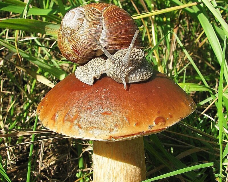 Snail on Mushroom — Brown