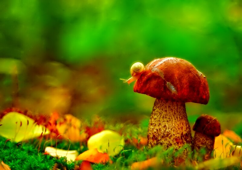 Snail on Mushroom — Green, Serene