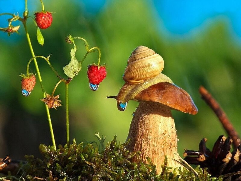Snail on Mushroom — Green
