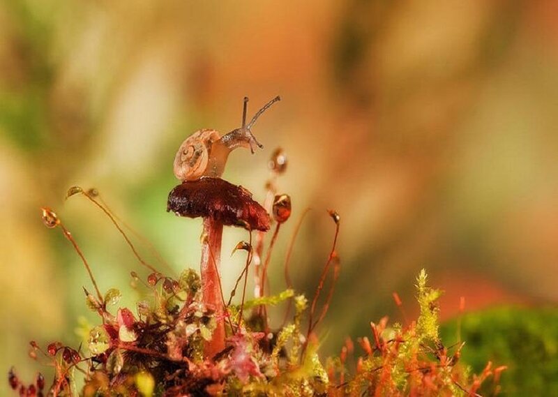 Snail on Mushroom