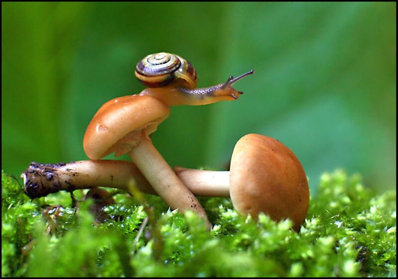 Snail on Mushrooms