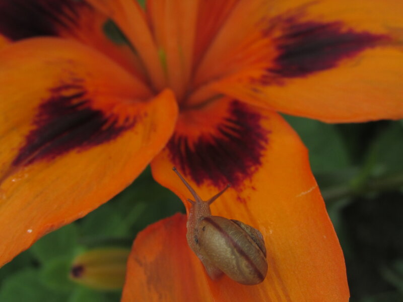 Snail on Orange Flower — Calm, Photograph