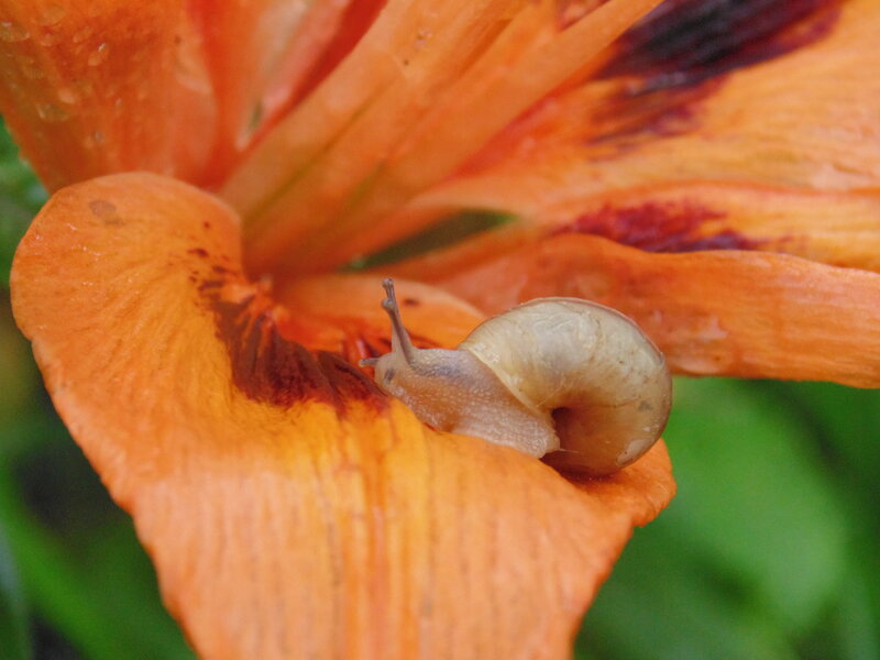 Snail on Orange Flower — Calm