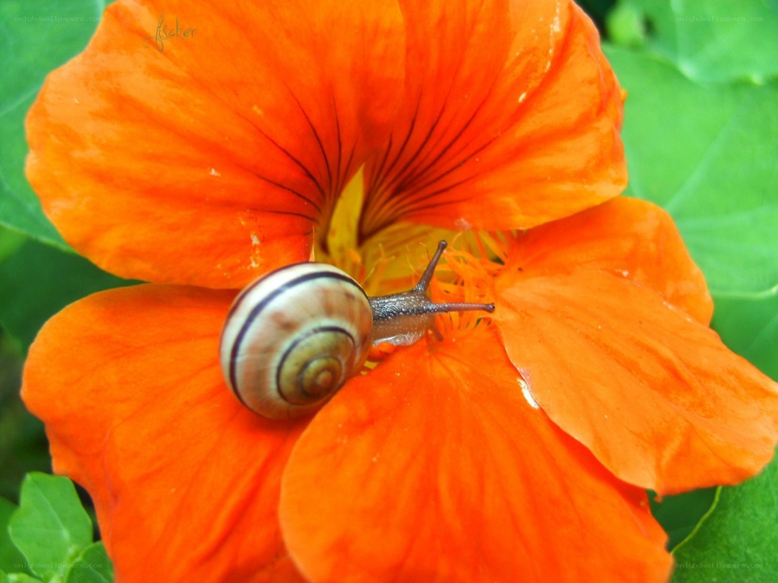 snail on orange flower