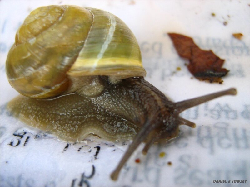 snail on paper surface
