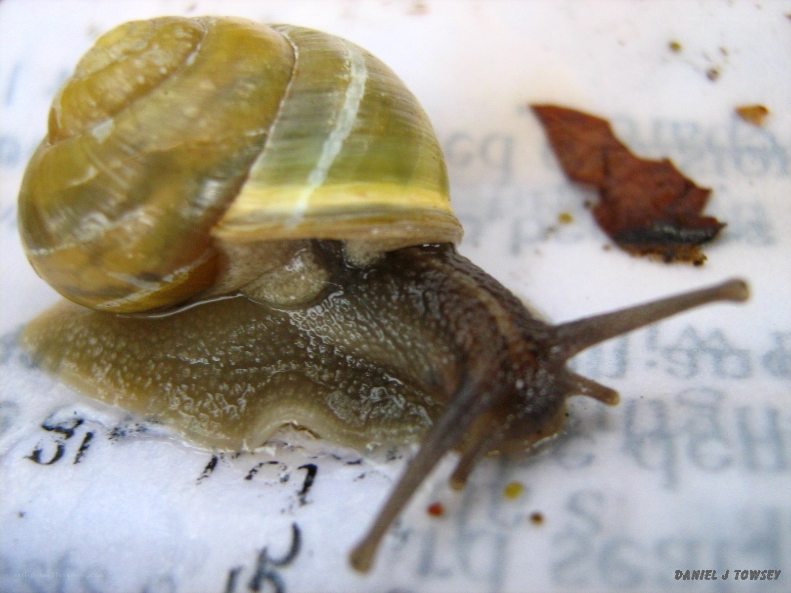 snail on paper surface