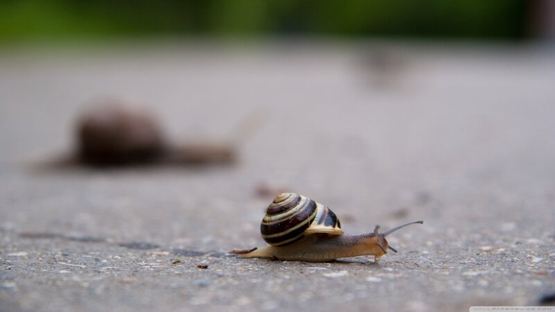 Snail on Pavement