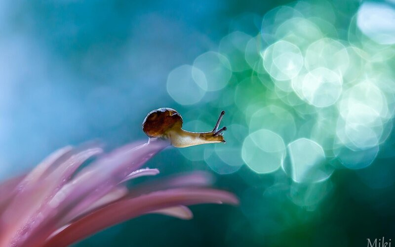 Snail on Pink Flower — Blue