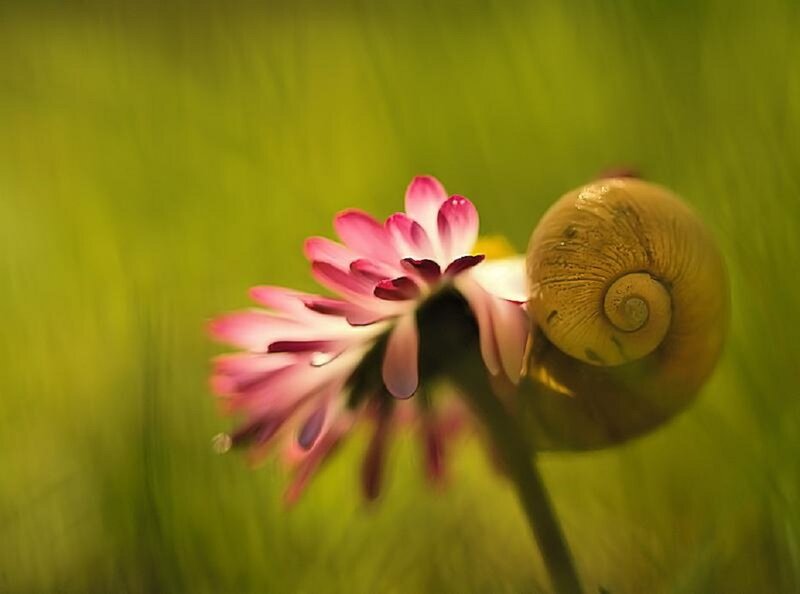 Snail on Pink Flower — Green