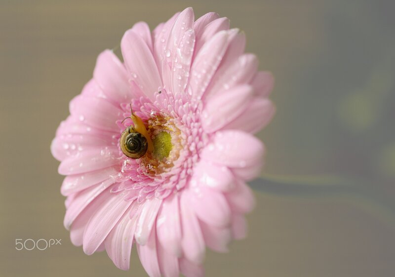 Snail on Pink Flower — Serene, Morning